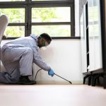 Termite control in Goldsboro: Compare 4 providers