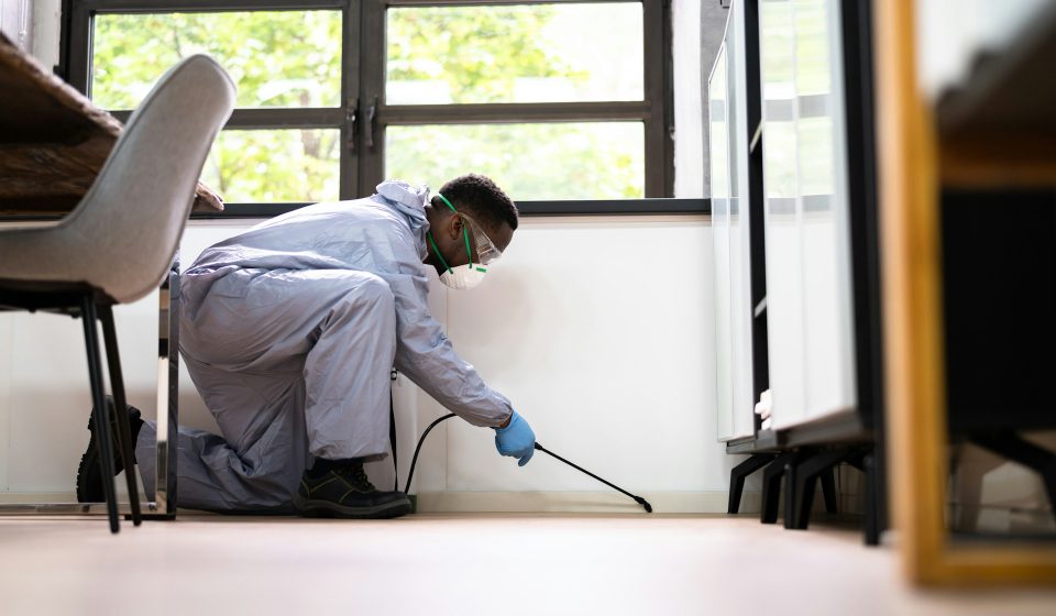 Termite control in Goldsboro: Compare 4 providers